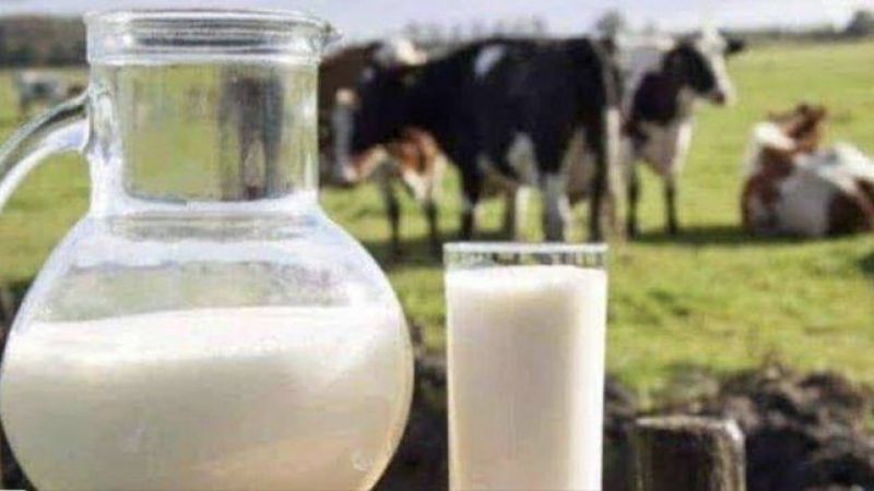Süt fiyatına zam bekleyen üreticiye Bakan Nebati'den şok!